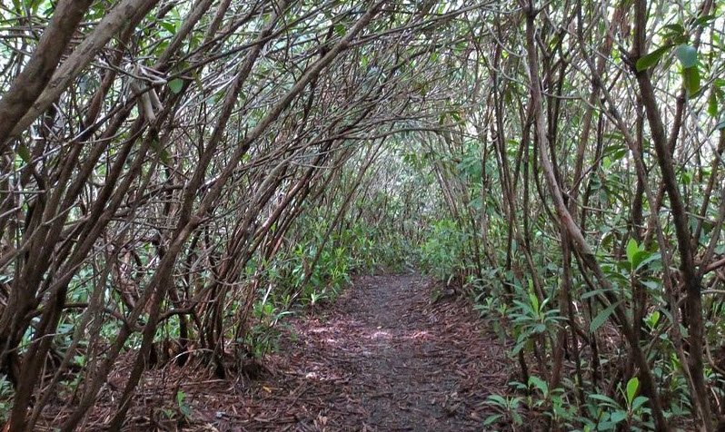 Rhododendron State Park, New Hampshire, USA